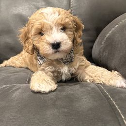 Cavapoo Puppies from ParkeLane_doodles