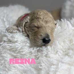 Reina - Apricot female Goldendoodle puppy in Miami, Florida from Kalidoodlee