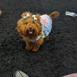 Poodle Puppies from CashEuro Poodles