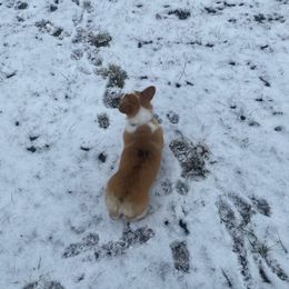 Pembroke Welsh Corgi Puppies from GLC Corgis