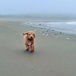 Double Doodle Puppies from Dog Paw Doodles