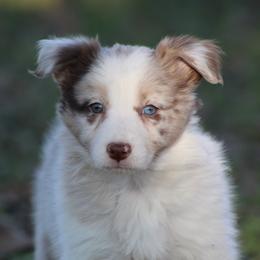 RMG3 - Red merle female Border Collie puppy in Tylertown, Mississippi from Cool Meadow Farms