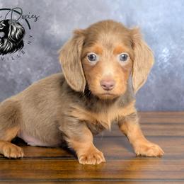 Aeko - Fawn (isabella) and tan male Dachshund puppy in Fultonville, New York from Sandy Aussies & Pomeranians