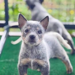 Shamrock - Blue speckled female Australian Cattle Dog puppy in Rosharon, Texas from 4Surge Cattle Dogs