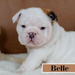 Belle - White Bulldog puppy in Sabinal, Texas from Cazares Royal Lineage Bulldogs