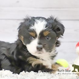 Blaze - Miniature Australian Shepherd puppy from Run'n Bear Mini Aussies