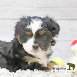 Blaze - Miniature Australian Shepherd puppy from Run'n Bear Mini Aussies