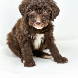 Freddie - Chocolate male Labradoodle puppy in Davison, Michigan from Dreaming Doodles
