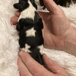 Cavalier King Charles Spaniel Puppies from Mystic Cavaliers & Cavapoos