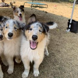 Collie Puppies from Meissa Collies