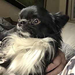Tippy - Chihuahua