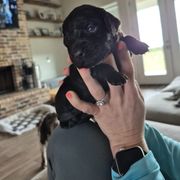 Boy 4 - Liver Boykin Spaniel puppy in Fallscity, Texas from Ciblo Creek Spaniels
