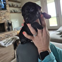 Boy 4 - Liver Boykin Spaniel puppy in Fallscity, Texas from Ciblo Creek Spaniels