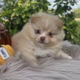 Cersei Lannister - Cream female Pomeranian puppy in Sandia, Texas from Broken Arrow Poms