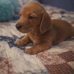 Dachshund Puppies from Queen City Sausage Dogs