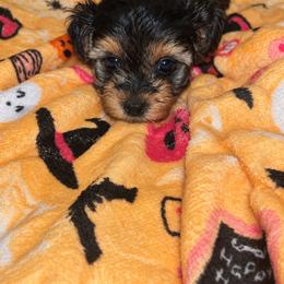 Mary Ann 2500 - Black and tan female Yorkipoo puppy in Gastonia, North Carolina from Banks Dynasty Kennel