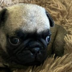 Pugs from Sherry's Pugs