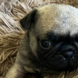 Pugs from Sherry's Pugs