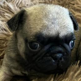 Pugs from Sherry's Pugs