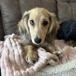 Viva - Dachshund