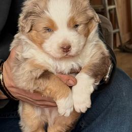 Merle 2 - Red merle male Miniature American Shepherd puppy in Centerville, Washington from Turnin Heads