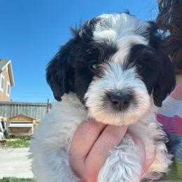 Milano - Tri-color male Bernedoodle puppy in Eagle Mountain, Utah from Liberty Farms Puppies