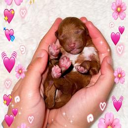 Spring - Red  female Poodle puppy in Kissimmee, Florida from Poodle Doodle Kennels
