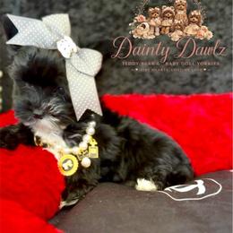EbeNique - Black and gold female Yorkshire Terrier puppy in Prosper, Texas from DaintyDawlz