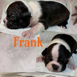 Frank - Black and white male Boston Terrier puppy in Brazos Point, Texas from TX Southern Belle Boston Terriers