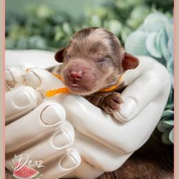 Alex - Merle male Cockapoo puppy in Connersville, Indiana from Deaz Doodle Ranch