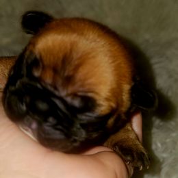 French Bulldog Puppies from Ma Chérie French Bulldogs
