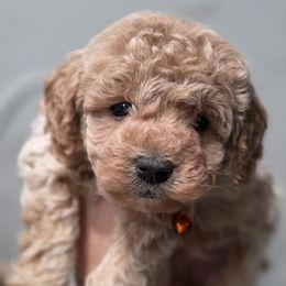 Beretta Orange - Apricot male Goldendoodle puppy in Vernon, Texas from Sugarland's Texas Goldendoodles