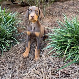 Red male - Red and rust male Doberman Pinscher puppy in Mansfield, Georgia from Marbendale’s Doberman