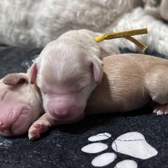 Girl 3 - Gold female Australian Cobberdog puppy in Scottsdale, Arizona from Mud Pies Australian Cobberdogs