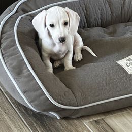 Dachshund Puppies from Empire's Dachshunds