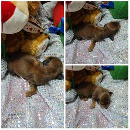 Dachshund Puppies from CLARK'S BREEDING PROGRAM