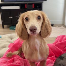Bibble - Dachshund
