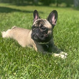 Dax - French Bulldog