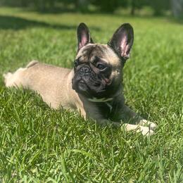 Dax - French Bulldog