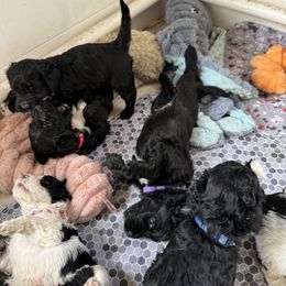 Smokey - Black male Portuguese Water Dog puppy in Severn, Maryland from WiccaBay