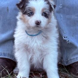 Crumble - Blue merle female Australian Shepherd puppy in Warsaw, Missouri from Siercks Ranch Aussies