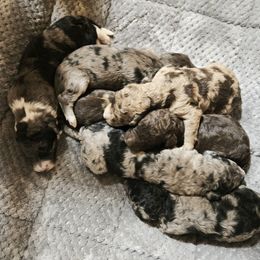 Aussiedoodle puppies from God’s Little Aussies