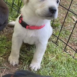 Labradoodle and Labrador Retriever Puppies from Moore than Dogs
