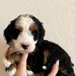Girl 2 - Tri-color female Bernedoodle puppy in Phoenix, Arizona from Doodles of the Desert