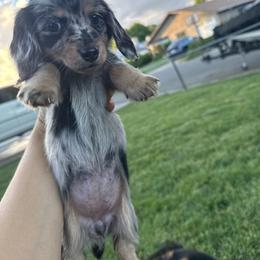 June - Dapple female Dachshund puppy in Anderson, California from FiveThreeZeroMiniDachshunds