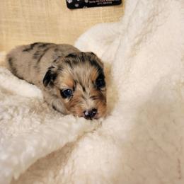 Pup 3 - Blue merle male Aussiedoodle puppy in Logansport, Indiana from Sandy Hill Farm Aussies, LLC