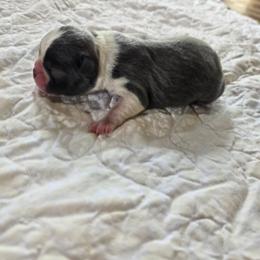 Wilma - Blue female Boston Terrier puppy in Gibson City, Illinois from Quinn's Kennels