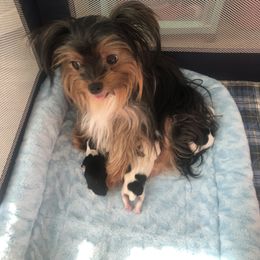 Yorkshire Terrier Puppies from Jackie Jenny’s Precious Yorkies