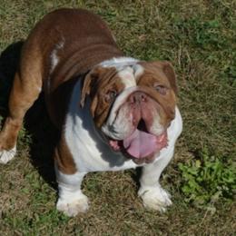 Chaz - Bulldog