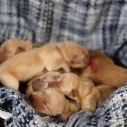 Arabella - Golden female Golden Retriever puppy in Payette, Idaho from Stonewick Retrievers